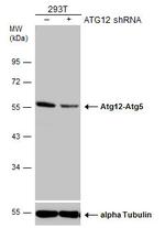 ATG12 Antibody in Western Blot (WB)
