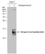 Dengue Virus Type 2 Capsid Monoclonal Antibody (GT2287)