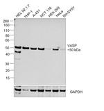 VASP Antibody