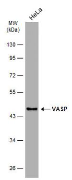 VASP Antibody in Western Blot (WB)