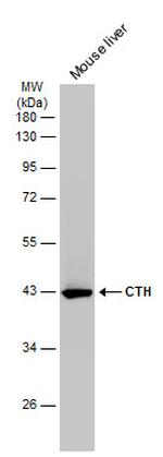 CTH Monoclonal Antibody (GT1657)