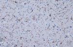 IBA1 Antibody in Immunohistochemistry (Paraffin) (IHC (P))