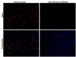 IBA1 Recombinant Mouse Monoclonal Antibody (HL22-MS)