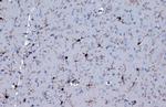 IBA1 Antibody in Immunohistochemistry (Paraffin) (IHC (P))