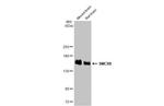 SMCR8 Antibody in Western Blot (WB)
