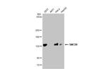 SMCR8 Antibody in Western Blot (WB)