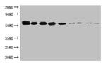 Sumo Tag Monoclonal Antibody