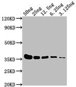 E Tag Antibody in Western Blot (WB)