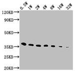E Tag Antibody in Western Blot (WB)