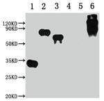 E Tag Monoclonal Antibody (11H12B3)