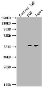 PKM Antibody in Immunoprecipitation (IP)