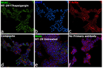 NGAL Antibody