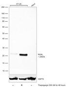 NGAL Antibody in Western Blot (WB)