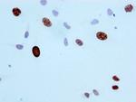 Phospho-Histone H3 (Ser10) Antibody in Immunocytochemistry (ICC/IF)