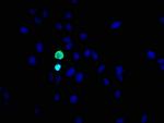 Phospho-Histone H3 (Ser10) Antibody in Immunocytochemistry (ICC/IF)