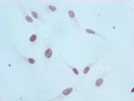 H3K36me1 Recombinant Rabbit Monoclonal Antibody (1F4)