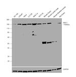 SMC1 Antibody in Western Blot (WB)