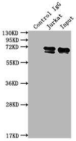 FUBP1 Antibody in Immunoprecipitation (IP)