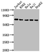 FUBP1 Antibody in Western Blot (WB)