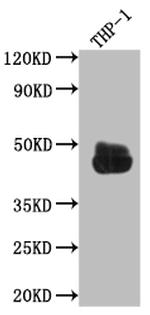 FCGR2A Antibody in Western Blot (WB)