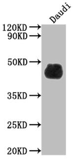 CD48 Recombinant Rabbit Monoclonal Antibody (7E1)
