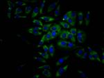 eIF4A1 Recombinant Rabbit Monoclonal Antibody (7C3)