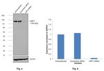 USP7 Antibody in Western Blot (WB)