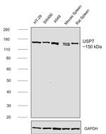 USP7 Antibody in Western Blot (WB)