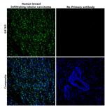 GATA3 Recombinant Rabbit Monoclonal Antibody (2A9)