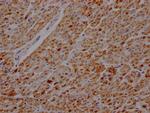 ATP Synthase beta Antibody in Immunohistochemistry (Paraffin) (IHC (P))