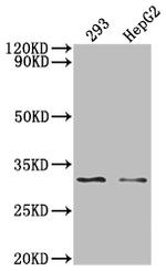 NDUFS3 Antibody in Western Blot (WB)