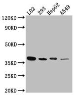 LRG1 Antibody in Western Blot (WB)