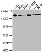Dot1L Antibody in Western Blot (WB)