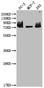 Menin Recombinant Rabbit Monoclonal Antibody (8G11)