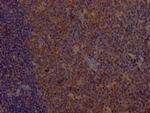 CD80 Antibody in Immunohistochemistry (Paraffin) (IHC (P))