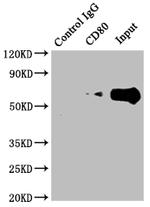 CD80 Antibody in Immunoprecipitation (IP)