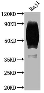 CD80 Antibody in Western Blot (WB)
