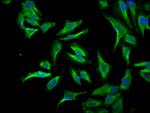 ID1 Recombinant Rabbit Monoclonal Antibody (2C7)
