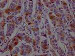 DHFR Recombinant Rabbit Monoclonal Antibody (9B2)