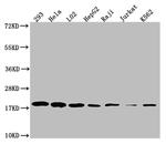 TOMM22 Antibody in Western Blot (WB)