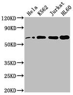 HDAC1 Recombinant Rabbit Monoclonal Antibody (10A1)