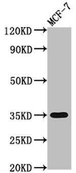 EpCAM Antibody in Western Blot (WB)
