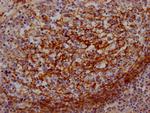 CD55 Antibody in Immunohistochemistry (Paraffin) (IHC (P))
