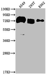 CD55 Antibody in Western Blot (WB)