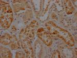 Caspase 2 Recombinant Rabbit Monoclonal Antibody (3D4)