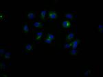 CD47 Recombinant Rabbit Monoclonal Antibody (4G11)