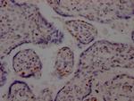 DNA Ligase I Recombinant Rabbit Monoclonal Antibody (7B2)