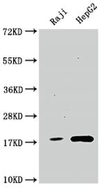 Cyclophilin A Recombinant Rabbit Monoclonal Antibody (4G3)