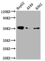 Factor IX Recombinant Rabbit Monoclonal Antibody (3G3)