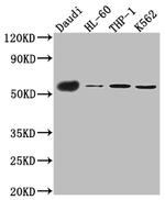 CD27 Antibody in Western Blot (WB)